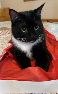 Blizzy the tuxedo cat sitting in a box of wrapping paper