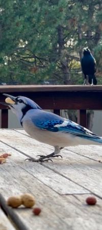 Blue jay holding peanut with grackle in background