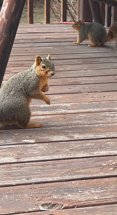 Two fox squirrels under a backyard swing