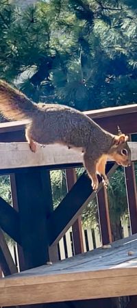 Squirrel jumping off picnic table after hearing bird warning calls