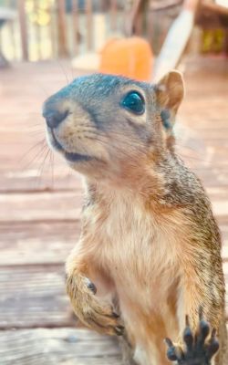 Squirrel peeking through a window with one paw raised