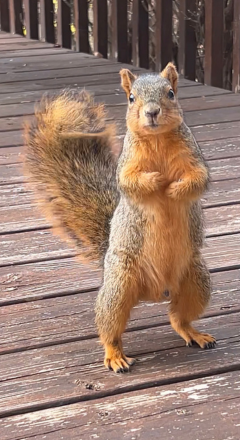 Single fox squirrel perched alertly